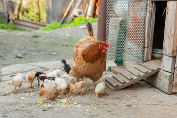 Close up yellow chicks on the floor , Beautiful yellow little chickens, Group of yellow chicks
