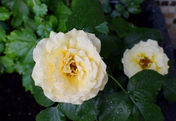  flower of rose Amber Queen