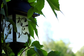 Antique lamp located on a wooden post entwined with green iv