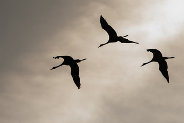 Silhouettes of birds against the sky. Common crane (Grus grus). Polesie. Ukraine