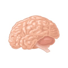 Human anatomy brain. Vector color vintage engraving illustration