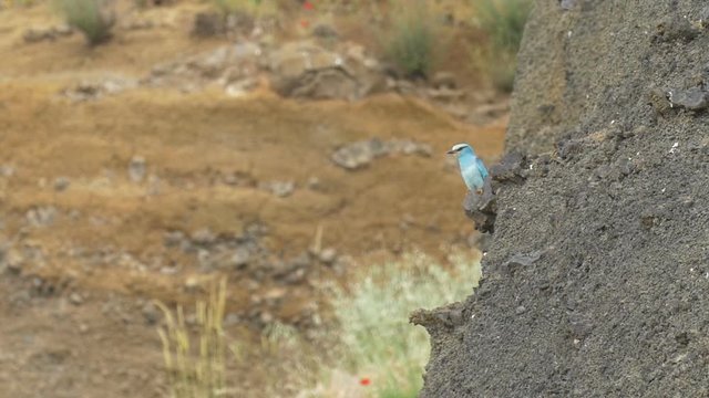 Roler Bird on a rock, Golan, Israel