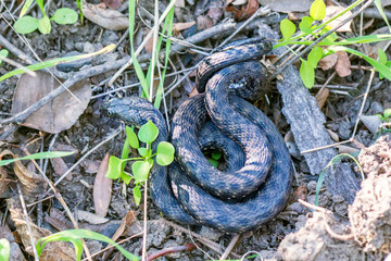 Wild snake. Close up photo of exotic snake on the ground. Specie of reptile. Venomous snake, which is extremely widespread in most parts of Europe
