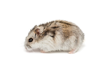 Syrian hamster on a white background . Small Jungar hamster on a white background