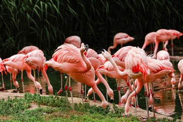 Fototapety  A group of pink flamingos hunting in the pond, Oasis of green in urban setting, flamingo