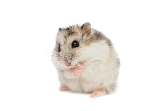 Syrian hamster on a white background . Small Jungar hamster on a white background