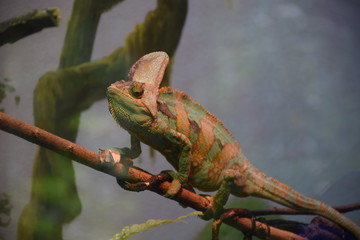 chameleon on a branch