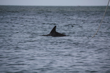Fototapeta premium dolphin in water