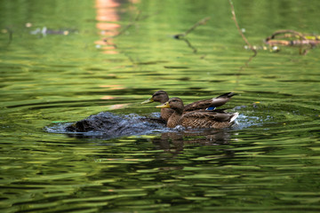 Duck on lake green water nature summer birds