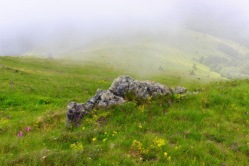 Big rock and flowers on meadow with fog