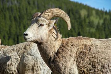 Bighorn Sheep