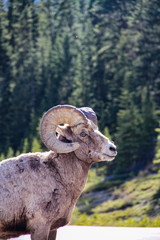 Bighorn Sheep