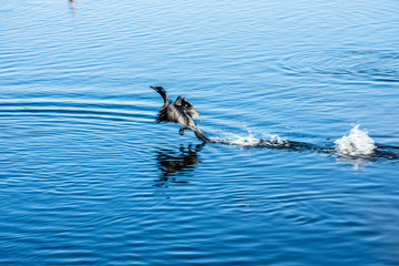 Marrecos desfrutam da vida na natureza com fartura de alimentos