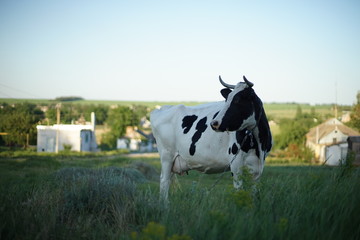 Black and white spotted cow grazing in the field