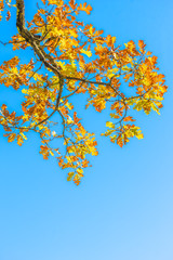 Autumn oak branch against a blue sky