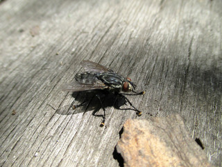 House fly, Blow fly, carrion fly, Musca species, on old stained wood, overhead view