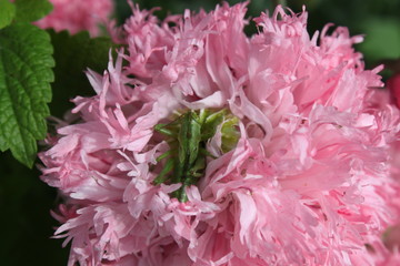Grashüpfer im Päonienmohn