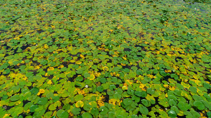 the rare water lotus flowers region that grows in lake waters