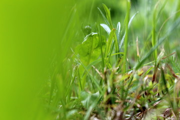 Blurred image, background of green grass in the park. Bright sunny day.