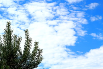 Treetop against the background of clouds and blue sky in sunny weather.