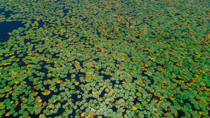 the rare water lotus flowers region that grows in lake waters