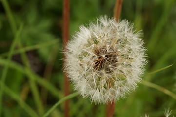 Dandelion seeds in the meadow close up.