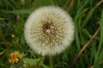 Obraz premium Dandelion seeds in the meadow close up.