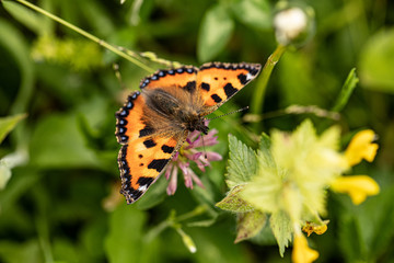 Nature