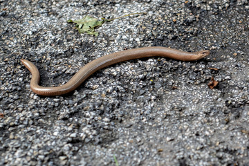 Anguis fragilis,  a legless lizard, on the gravel