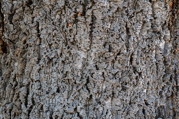 cork oak wood texture and background- tree bark