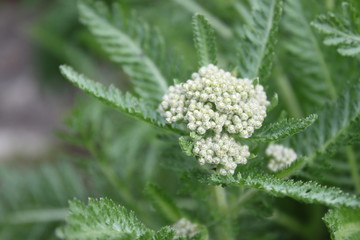 Schafgarbe © Martina