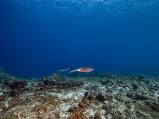 Reef Squid in shallow water of the coral reef in the Caribbean Sea around Curacao