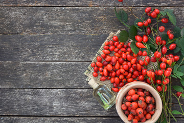 Dog rose, bunch branch Rosehips, Different types Rosa canina hips