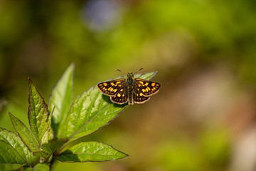 Nature