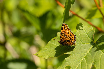 Nature