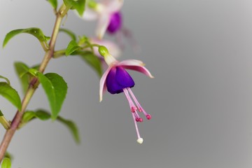 Macro photo of a blue and pink flower of a Fuchsia hybrid.