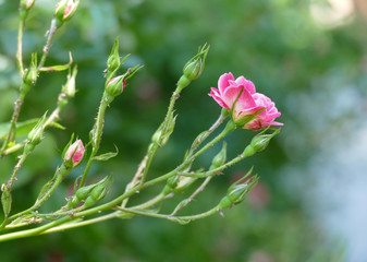 Beautiful pink rosebush in the garden 