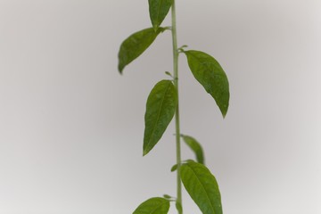 Leaves of the verbena Lippia polystacha