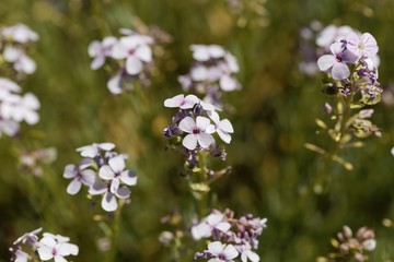Flowers of the stonecress Aethionema grandiflorum