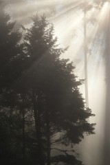 Morning in foggy forest