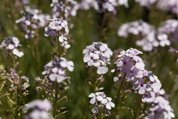 Flowers of the stonecress Aethionema grandiflorum