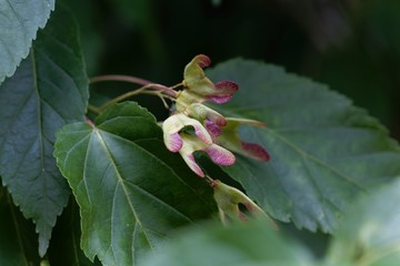 Samara of an Tatarian maple, Acer tataricum