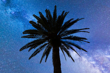 Blue Milky way falling stars palm tree
