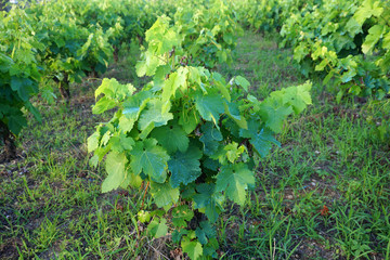 Copper sulfate on the green young leaves of grapevine
