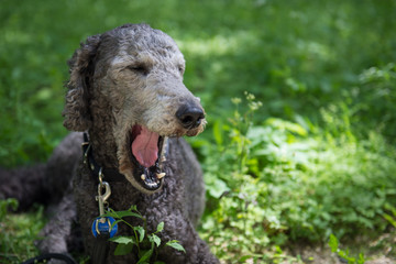 Poodle jawning