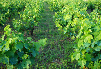 Vineyard row between two lines of grapevine in early summertime