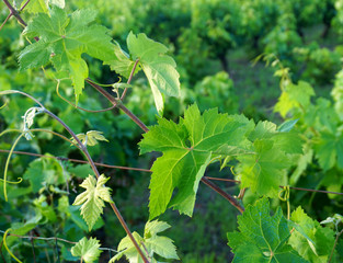 Grapevine leaves and vine in vineyard, close up view