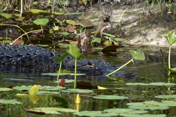 A lonely American alligator hides in a lily pad patch in a black water southern swamp.