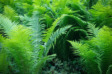 Green fern pattern background. Fresh green leaves texture