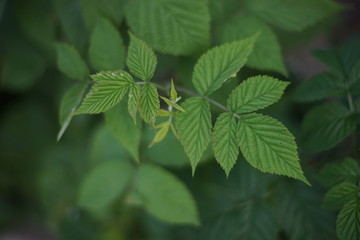 Young leaves of raspberry growing on a bush in the garden